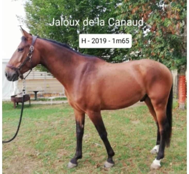 Jaloux de la canaud