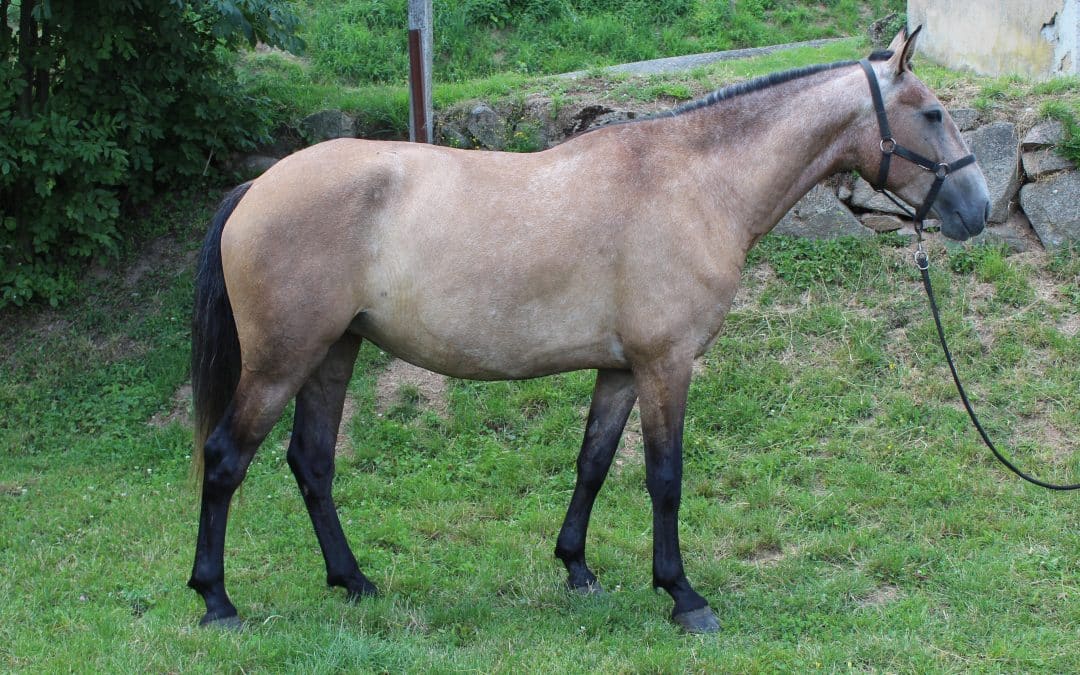 Perlina de Cenves