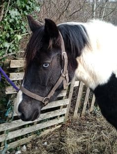 Ipie Beltza d’Haize