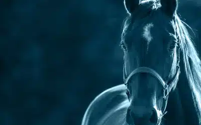 Les chevaux en vente