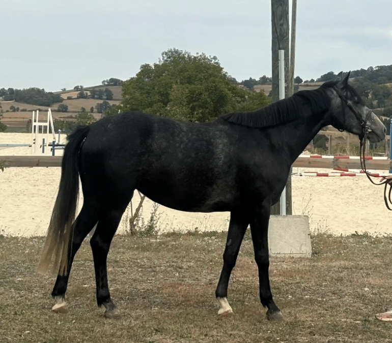 La Belle Cibaudes